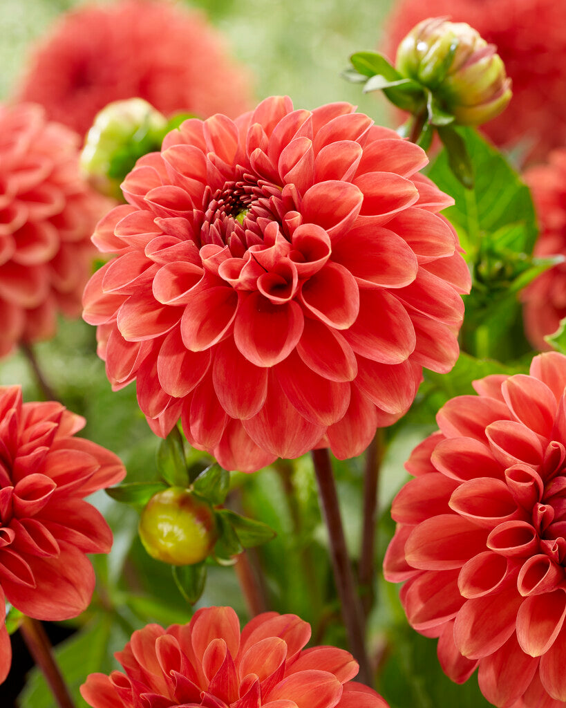 Dahlia Boll Zundert Mystery Fox 1-pakning NYHET